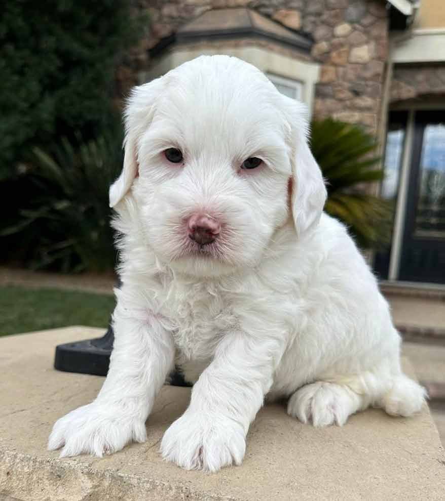 Labradoodles Dogs For Sale
